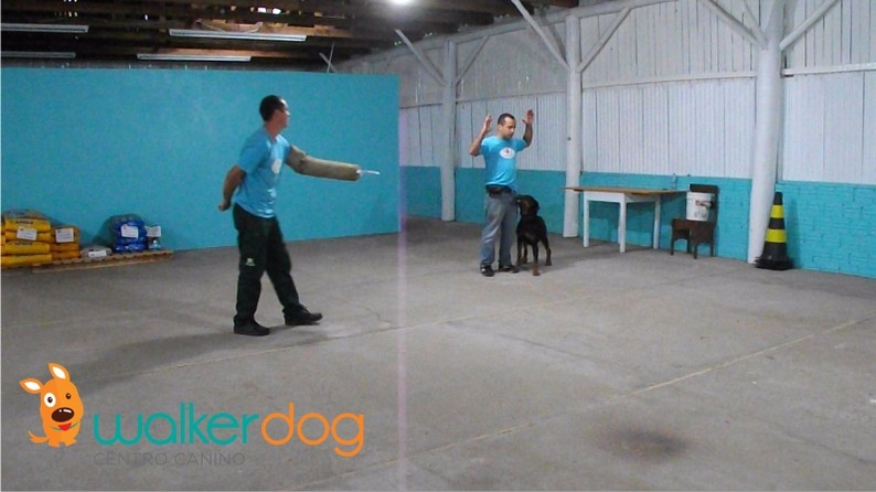 centro canino walkerdog - adestramento de caes 09