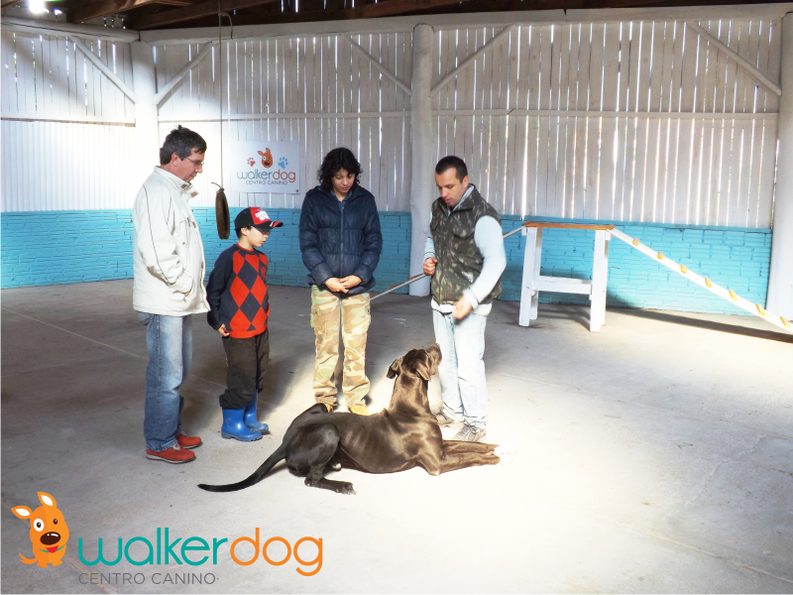 centro canino walkerdog - adestramento de caes 13
