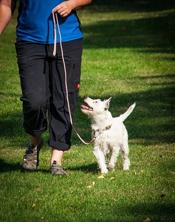 Curso para Adestradores de Cães centro canino walkerdog