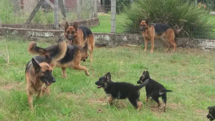 centro canino walker dog - Venda de Filhotes de Cães de Pastor Alemão 02