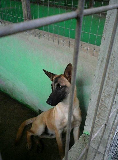 centro canino walker dog - Venda de Filhotes de Cães dePastor Belga Malinois 02